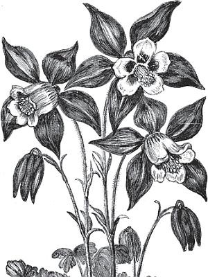 Иллюстрация к книге — Цветы. Лучше, чем у всех. Секреты, хитрости, подсказки умного садовода. Лунный календарь: самый удобный и полезный [autogen_ebook_id52.jpg]