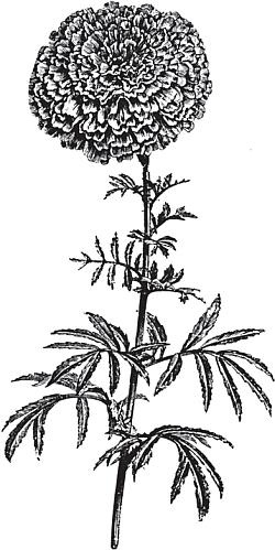 Иллюстрация к книге — Цветы. Лучше, чем у всех. Секреты, хитрости, подсказки умного садовода. Лунный календарь: самый удобный и полезный [autogen_ebook_id54.jpg]