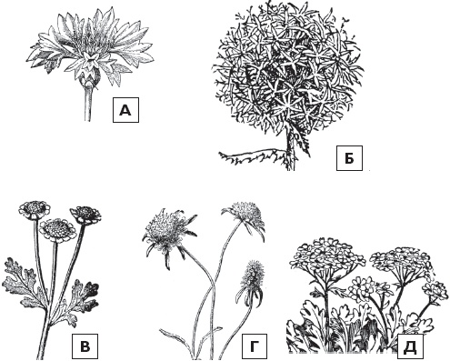 Иллюстрация к книге — Цветы. Лучше, чем у всех. Секреты, хитрости, подсказки умного садовода. Лунный календарь: самый удобный и полезный [autogen_ebook_id61.jpg]