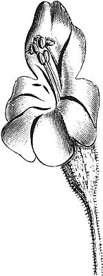 Иллюстрация к книге — Цветы. Лучше, чем у всех. Секреты, хитрости, подсказки умного садовода. Лунный календарь: самый удобный и полезный [autogen_ebook_id62.jpg]