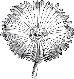 Иллюстрация к книге — Цветы. Лучше, чем у всех. Секреты, хитрости, подсказки умного садовода. Лунный календарь: самый удобный и полезный [autogen_ebook_id63.jpg]