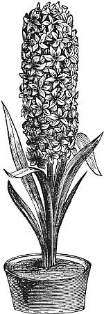 Иллюстрация к книге — Цветы. Лучше, чем у всех. Секреты, хитрости, подсказки умного садовода. Лунный календарь: самый удобный и полезный [autogen_ebook_id67.jpg]