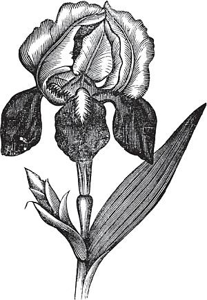 Иллюстрация к книге — Цветы. Лучше, чем у всех. Секреты, хитрости, подсказки умного садовода. Лунный календарь: самый удобный и полезный [autogen_ebook_id68.jpg]