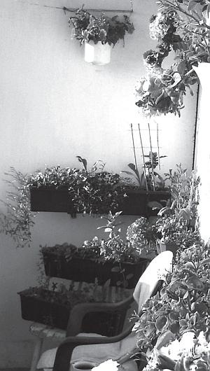 Иллюстрация к книге — Цветы. Лучше, чем у всех. Секреты, хитрости, подсказки умного садовода. Лунный календарь: самый удобный и полезный [autogen_ebook_id8.jpg]