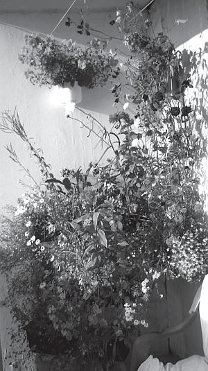 Иллюстрация к книге — Цветы. Лучше, чем у всех. Секреты, хитрости, подсказки умного садовода. Лунный календарь: самый удобный и полезный [autogen_ebook_id9.jpg]