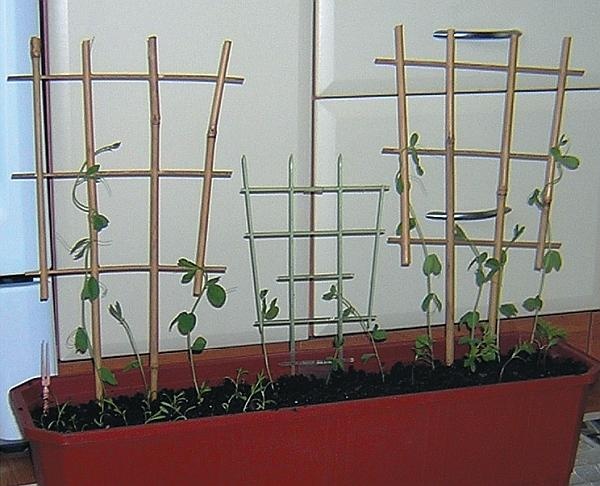 Иллюстрация к книге — Рассада. Лучше, чем у всех! Секреты, хитрости, подсказки умного садовода. Лунный календарь. Самый удобный и полезный [autogen_ebook_id103.jpg]