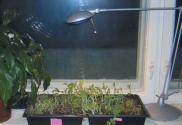 Иллюстрация к книге — Рассада. Лучше, чем у всех! Секреты, хитрости, подсказки умного садовода. Лунный календарь. Самый удобный и полезный [autogen_ebook_id105.jpg]