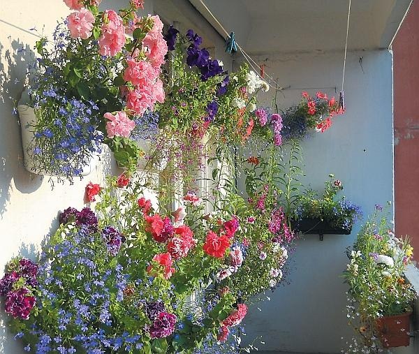 Иллюстрация к книге — Рассада. Лучше, чем у всех! Секреты, хитрости, подсказки умного садовода. Лунный календарь. Самый удобный и полезный [autogen_ebook_id109.jpg]