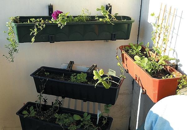 Иллюстрация к книге — Рассада. Лучше, чем у всех! Секреты, хитрости, подсказки умного садовода. Лунный календарь. Самый удобный и полезный [autogen_ebook_id110.jpg]