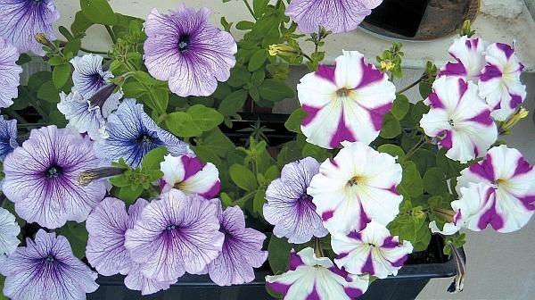 Иллюстрация к книге — Рассада. Лучше, чем у всех! Секреты, хитрости, подсказки умного садовода. Лунный календарь. Самый удобный и полезный [autogen_ebook_id114.jpg]