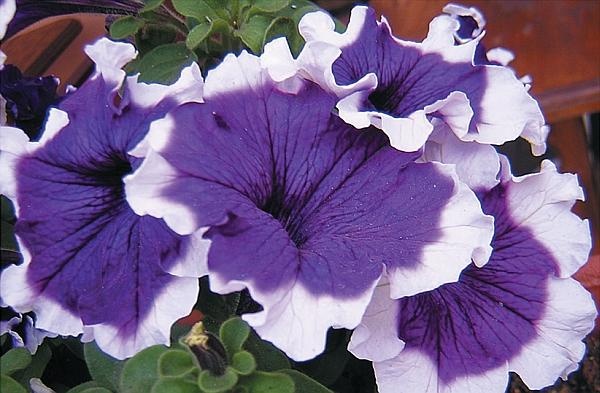 Иллюстрация к книге — Рассада. Лучше, чем у всех! Секреты, хитрости, подсказки умного садовода. Лунный календарь. Самый удобный и полезный [autogen_ebook_id116.jpg]