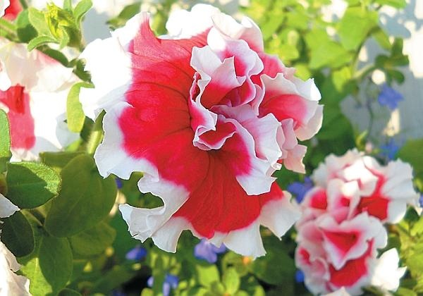 Иллюстрация к книге — Рассада. Лучше, чем у всех! Секреты, хитрости, подсказки умного садовода. Лунный календарь. Самый удобный и полезный [autogen_ebook_id117.jpg]