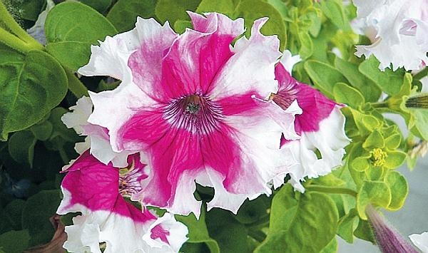 Иллюстрация к книге — Рассада. Лучше, чем у всех! Секреты, хитрости, подсказки умного садовода. Лунный календарь. Самый удобный и полезный [autogen_ebook_id119.jpg]