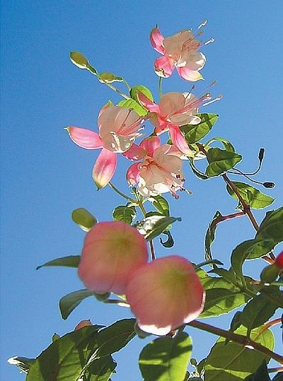 Иллюстрация к книге — Рассада. Лучше, чем у всех! Секреты, хитрости, подсказки умного садовода. Лунный календарь. Самый удобный и полезный [autogen_ebook_id128.jpg]