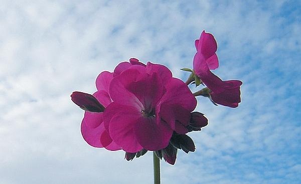 Иллюстрация к книге — Рассада. Лучше, чем у всех! Секреты, хитрости, подсказки умного садовода. Лунный календарь. Самый удобный и полезный [autogen_ebook_id130.jpg]