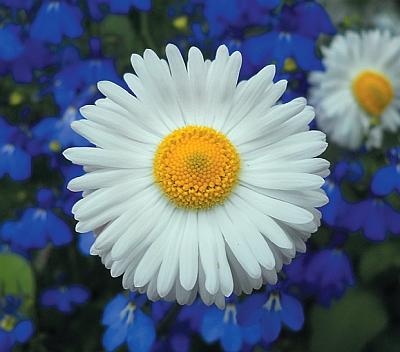 Иллюстрация к книге — Рассада. Лучше, чем у всех! Секреты, хитрости, подсказки умного садовода. Лунный календарь. Самый удобный и полезный [autogen_ebook_id131.jpg]