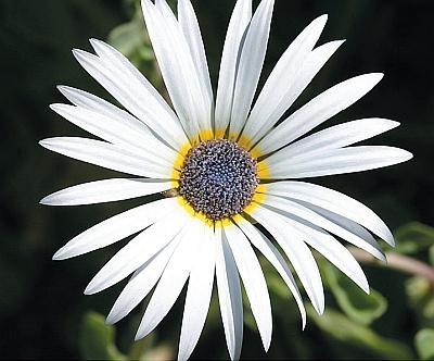 Иллюстрация к книге — Рассада. Лучше, чем у всех! Секреты, хитрости, подсказки умного садовода. Лунный календарь. Самый удобный и полезный [autogen_ebook_id133.jpg]