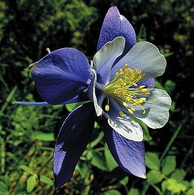 Иллюстрация к книге — Рассада. Лучше, чем у всех! Секреты, хитрости, подсказки умного садовода. Лунный календарь. Самый удобный и полезный [autogen_ebook_id136.jpg]