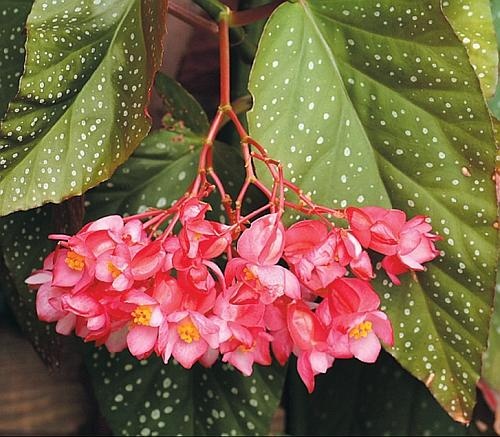 Иллюстрация к книге — Рассада. Лучше, чем у всех! Секреты, хитрости, подсказки умного садовода. Лунный календарь. Самый удобный и полезный [autogen_ebook_id138.jpg]