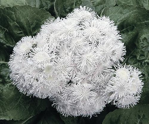 Иллюстрация к книге — Рассада. Лучше, чем у всех! Секреты, хитрости, подсказки умного садовода. Лунный календарь. Самый удобный и полезный [autogen_ebook_id139.jpg]