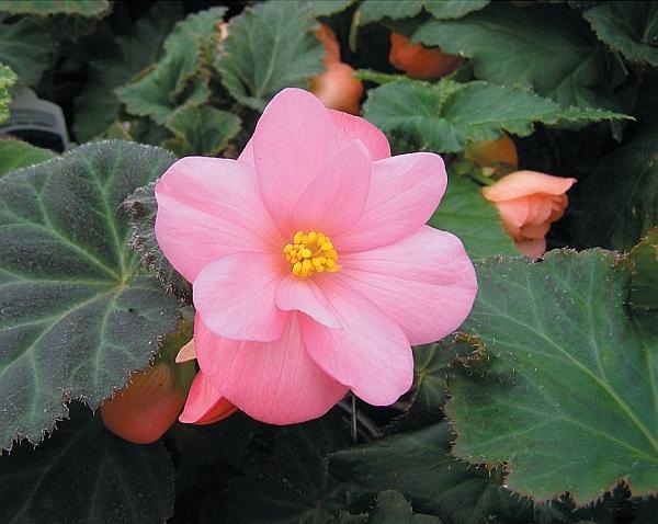 Иллюстрация к книге — Рассада. Лучше, чем у всех! Секреты, хитрости, подсказки умного садовода. Лунный календарь. Самый удобный и полезный [autogen_ebook_id140.jpg]