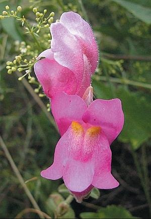 Иллюстрация к книге — Рассада. Лучше, чем у всех! Секреты, хитрости, подсказки умного садовода. Лунный календарь. Самый удобный и полезный [autogen_ebook_id143.jpg]