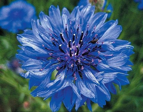 Иллюстрация к книге — Рассада. Лучше, чем у всех! Секреты, хитрости, подсказки умного садовода. Лунный календарь. Самый удобный и полезный [autogen_ebook_id144.jpg]