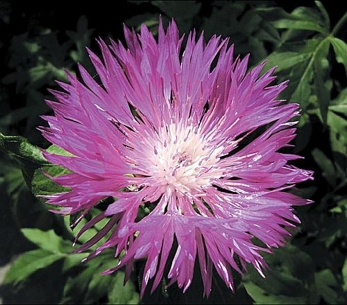 Иллюстрация к книге — Рассада. Лучше, чем у всех! Секреты, хитрости, подсказки умного садовода. Лунный календарь. Самый удобный и полезный [autogen_ebook_id145.jpg]