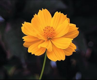 Иллюстрация к книге — Рассада. Лучше, чем у всех! Секреты, хитрости, подсказки умного садовода. Лунный календарь. Самый удобный и полезный [autogen_ebook_id155.jpg]