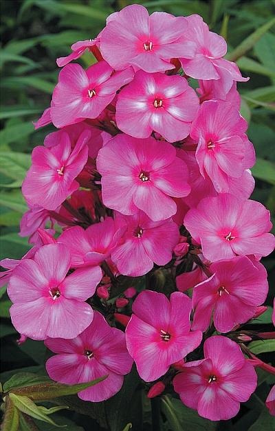 Иллюстрация к книге — Рассада. Лучше, чем у всех! Секреты, хитрости, подсказки умного садовода. Лунный календарь. Самый удобный и полезный [autogen_ebook_id169.jpg]