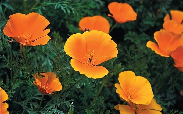 Иллюстрация к книге — Рассада. Лучше, чем у всех! Секреты, хитрости, подсказки умного садовода. Лунный календарь. Самый удобный и полезный [autogen_ebook_id171.jpg]