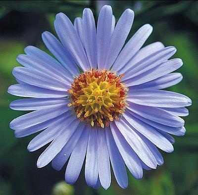 Иллюстрация к книге — Рассада. Лучше, чем у всех! Секреты, хитрости, подсказки умного садовода. Лунный календарь. Самый удобный и полезный [autogen_ebook_id172.jpg]