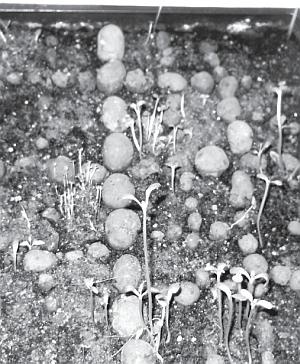 Иллюстрация к книге — Рассада. Лучше, чем у всех! Секреты, хитрости, подсказки умного садовода. Лунный календарь. Самый удобный и полезный [autogen_ebook_id21.jpg]