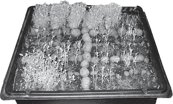 Иллюстрация к книге — Рассада. Лучше, чем у всех! Секреты, хитрости, подсказки умного садовода. Лунный календарь. Самый удобный и полезный [autogen_ebook_id24.jpg]