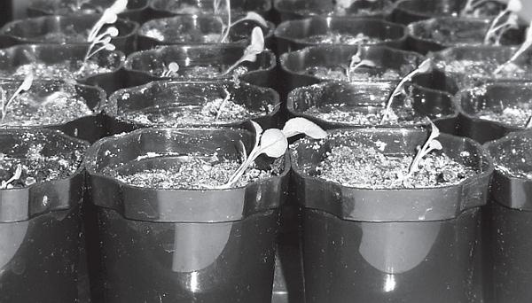 Иллюстрация к книге — Рассада. Лучше, чем у всех! Секреты, хитрости, подсказки умного садовода. Лунный календарь. Самый удобный и полезный [autogen_ebook_id25.jpg]