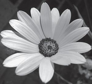 Иллюстрация к книге — Рассада. Лучше, чем у всех! Секреты, хитрости, подсказки умного садовода. Лунный календарь. Самый удобный и полезный [autogen_ebook_id31.jpg]