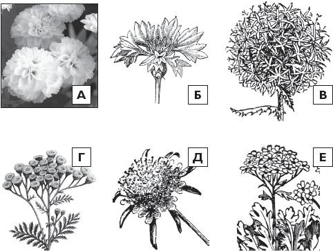 Иллюстрация к книге — Рассада. Лучше, чем у всех! Секреты, хитрости, подсказки умного садовода. Лунный календарь. Самый удобный и полезный [autogen_ebook_id37.jpg]