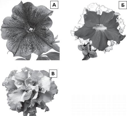 Иллюстрация к книге — Рассада. Лучше, чем у всех! Секреты, хитрости, подсказки умного садовода. Лунный календарь. Самый удобный и полезный [autogen_ebook_id43.jpg]