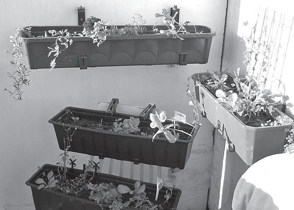 Иллюстрация к книге — Рассада. Лучше, чем у всех! Секреты, хитрости, подсказки умного садовода. Лунный календарь. Самый удобный и полезный [autogen_ebook_id5.jpg]