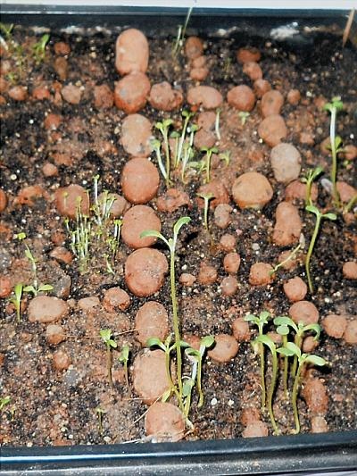 Иллюстрация к книге — Рассада. Лучше, чем у всех! Секреты, хитрости, подсказки умного садовода. Лунный календарь. Самый удобный и полезный [autogen_ebook_id88.jpg]