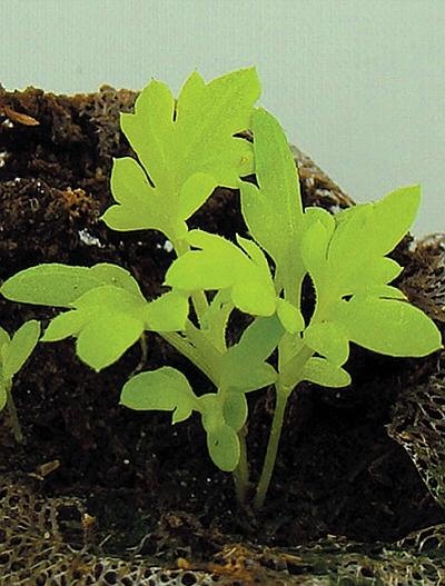 Иллюстрация к книге — Рассада. Лучше, чем у всех! Секреты, хитрости, подсказки умного садовода. Лунный календарь. Самый удобный и полезный [autogen_ebook_id91.jpg]