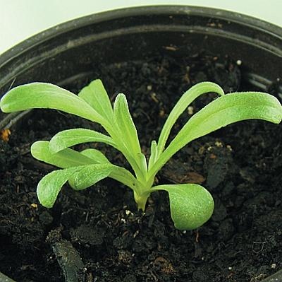 Иллюстрация к книге — Рассада. Лучше, чем у всех! Секреты, хитрости, подсказки умного садовода. Лунный календарь. Самый удобный и полезный [autogen_ebook_id92.jpg]