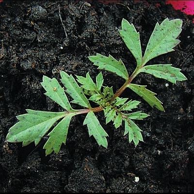 Иллюстрация к книге — Рассада. Лучше, чем у всех! Секреты, хитрости, подсказки умного садовода. Лунный календарь. Самый удобный и полезный [autogen_ebook_id93.jpg]