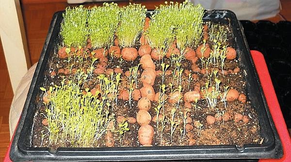 Иллюстрация к книге — Рассада. Лучше, чем у всех! Секреты, хитрости, подсказки умного садовода. Лунный календарь. Самый удобный и полезный [autogen_ebook_id97.jpg]