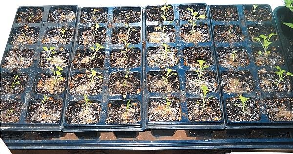 Иллюстрация к книге — Рассада. Лучше, чем у всех! Секреты, хитрости, подсказки умного садовода. Лунный календарь. Самый удобный и полезный [autogen_ebook_id99.jpg]