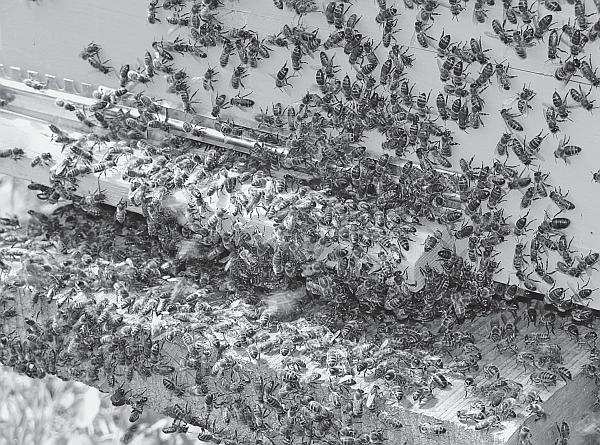 Иллюстрация к книге — Пчеловодство для начинающих [_01.jpg]