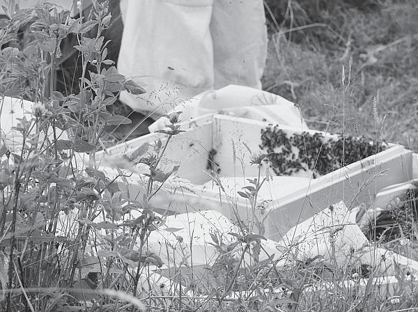 Иллюстрация к книге — Пчеловодство для начинающих [_100.jpg]