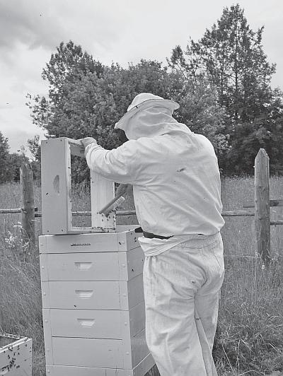 Иллюстрация к книге — Пчеловодство для начинающих [_101.jpg]