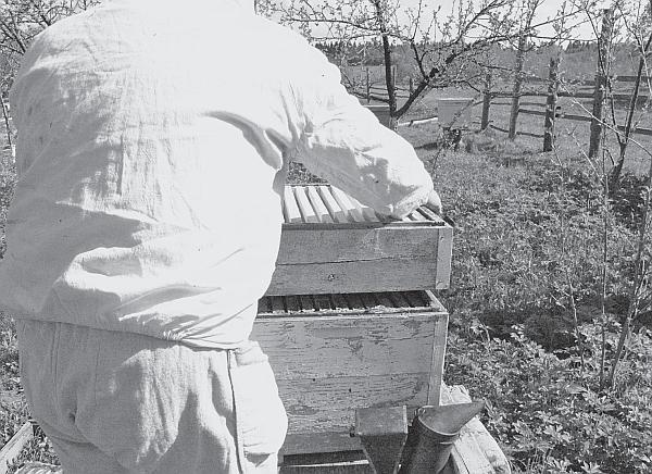 Иллюстрация к книге — Пчеловодство для начинающих [_109.jpg]