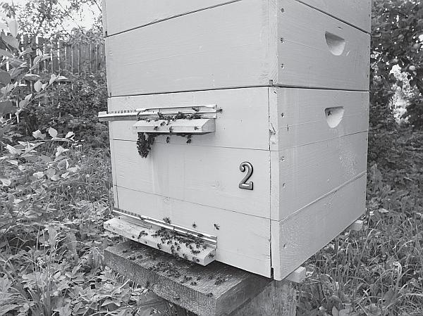 Иллюстрация к книге — Пчеловодство для начинающих [_117.jpg]